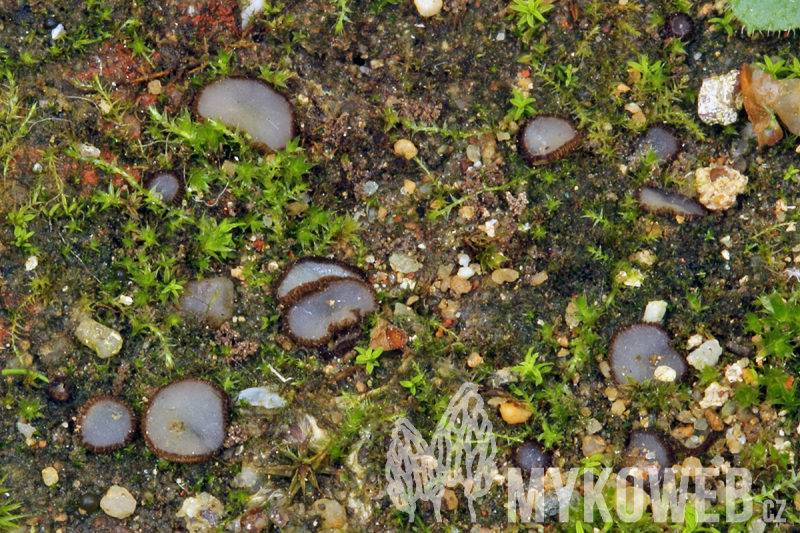 Trichophaea woolhopeia