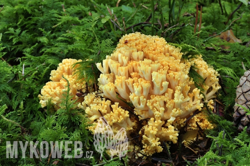 Ramaria primulina