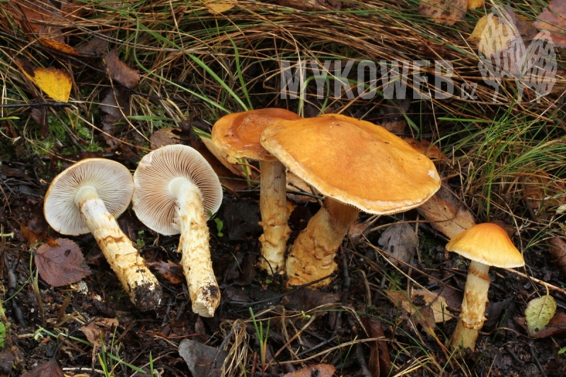 Cortinarius triumphans