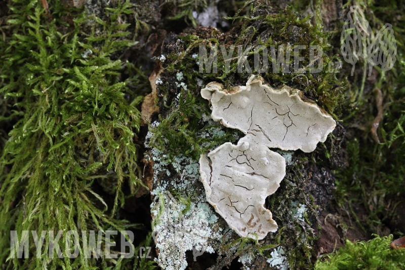 Aleurodiscus disciformis