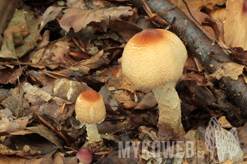 Lepiota magnispora