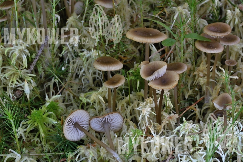 Tephrocybe palustris