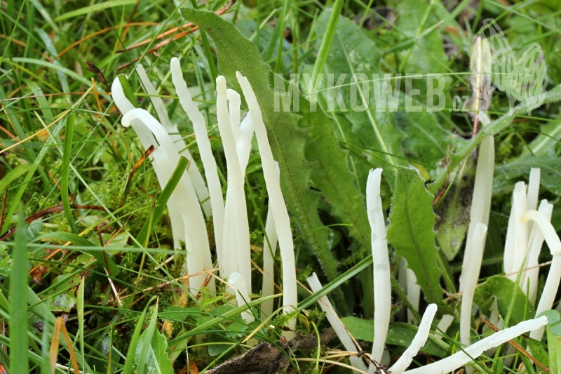 Clavaria fragilis