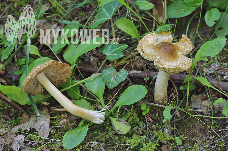 Inocybe rimosa