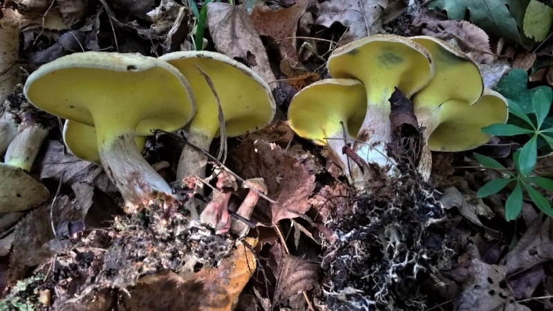 Gyrodon lividus