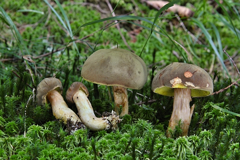 Boletus ferrugineus