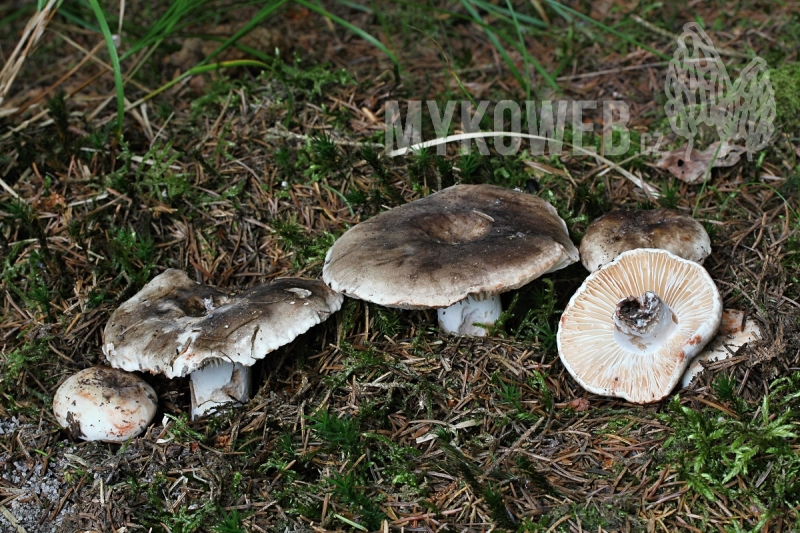 Russula nigricans