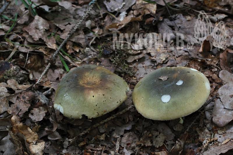 Russula anatina
