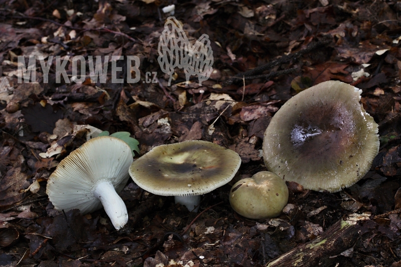Russula heterophylla
