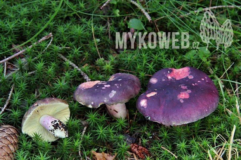 Russula sardonia