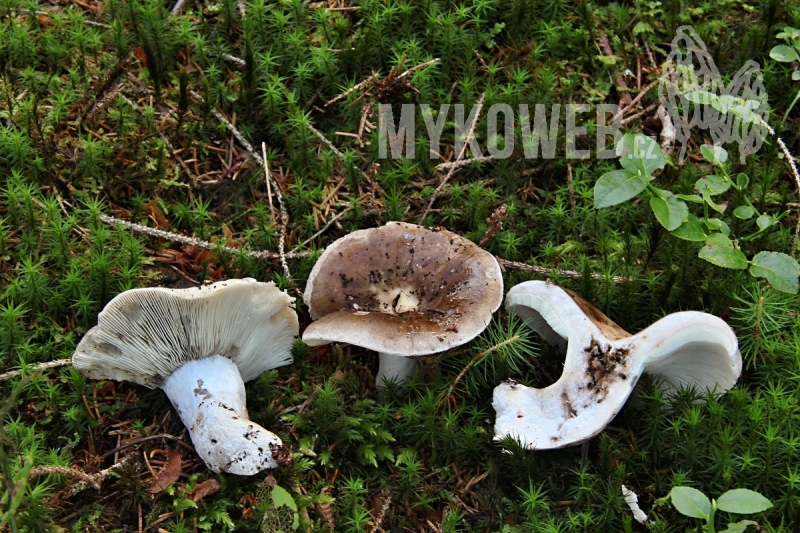 Russula acrifolia