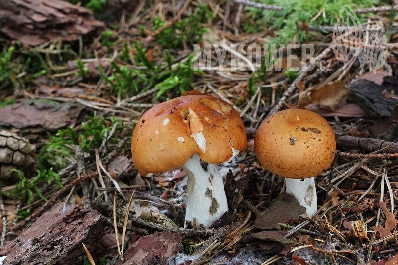 Russula decolorans