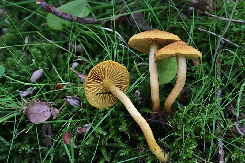 Cortinarius cinnamomeoluteus