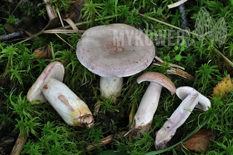 Lactarius uvidus