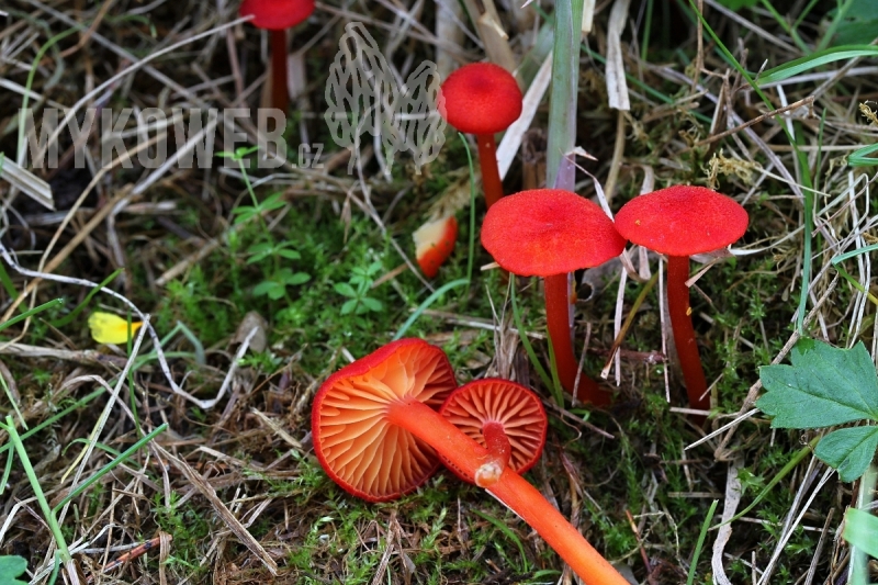 Hygrocybe helobia