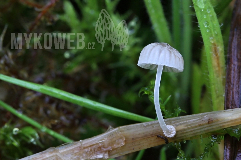 Mycena bulbosa