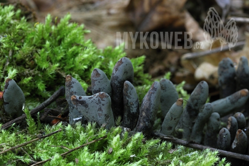 Xylaria polymorpha