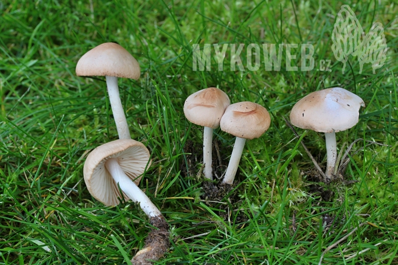 Marasmius oreades