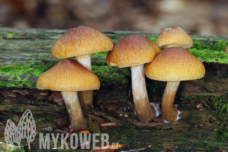 Gymnopilus penetrans