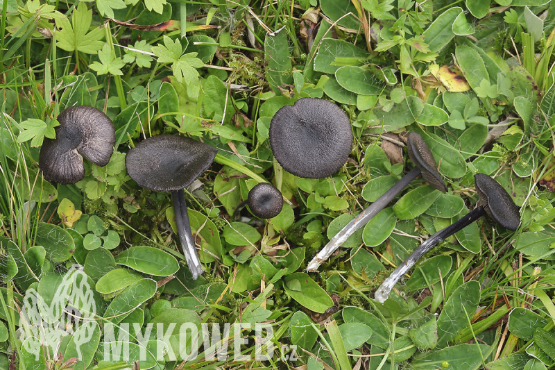 Entoloma serrulatum