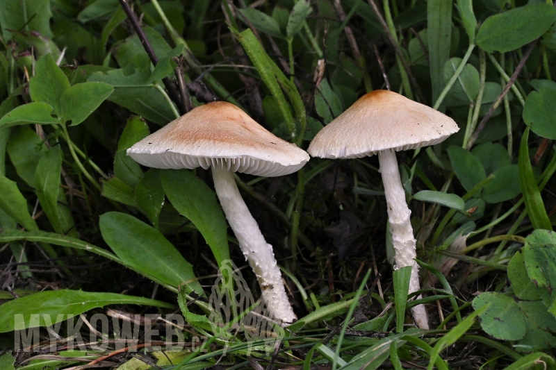 Lepiota oreadiformis