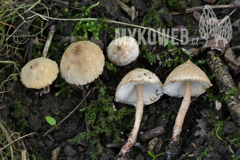 Cystolepiota pulverulenta