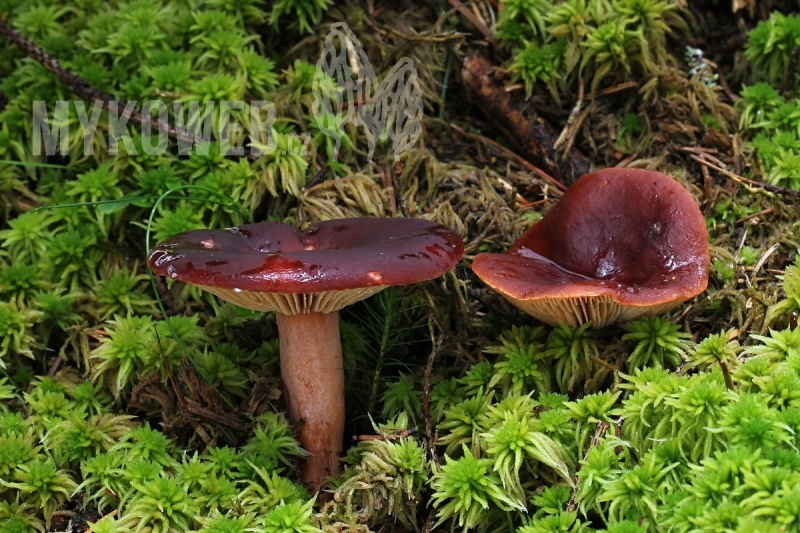 Lactarius badiosanguineus