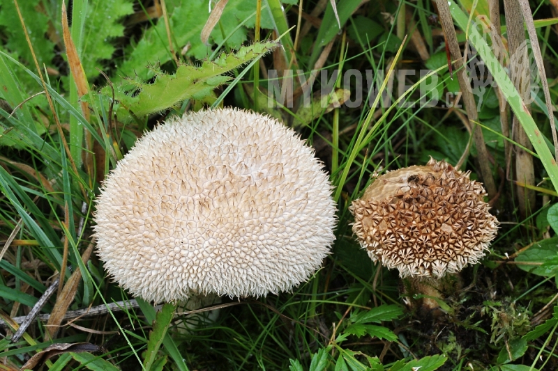 Lycoperdon caudatum