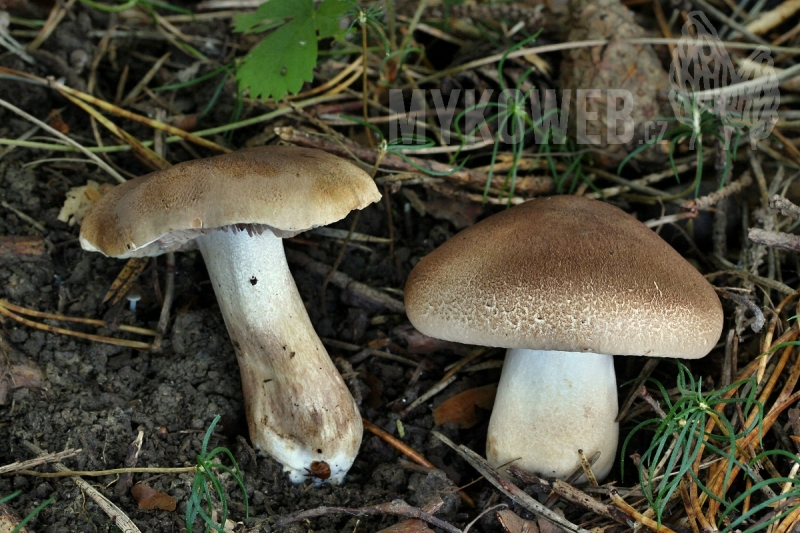 Tricholoma imbricatum