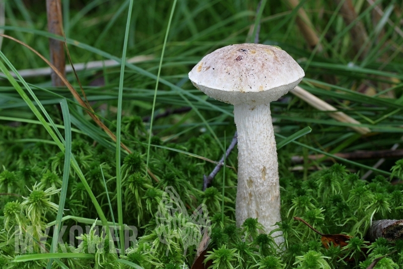 Leccinum holopus