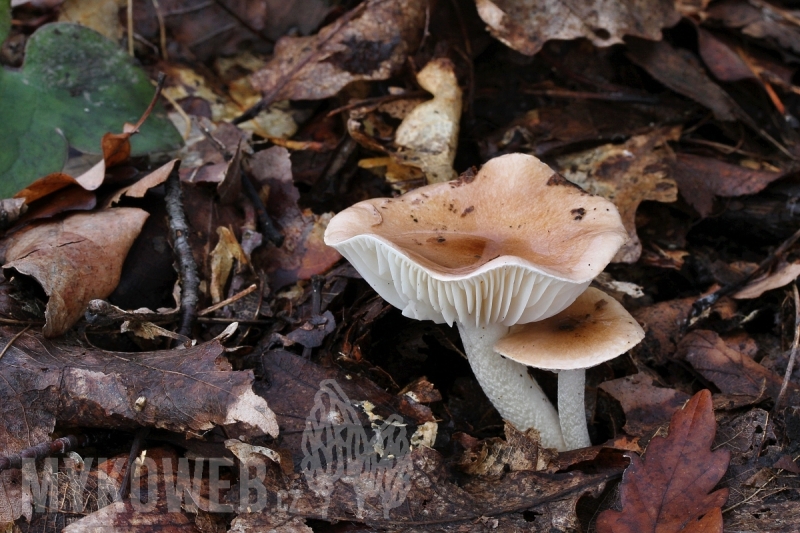 Hygrophorus arbustivus