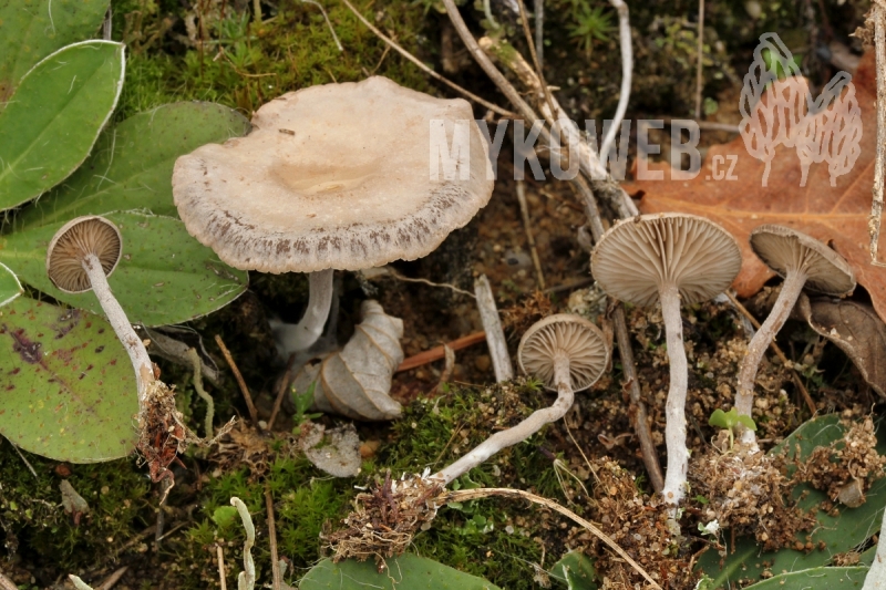 Rhodocybe parilis