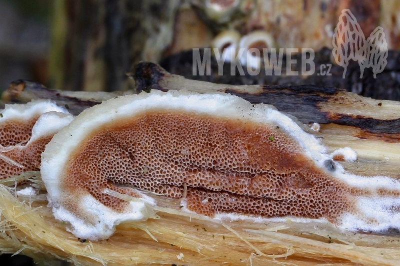 Gelatoporia dichroa