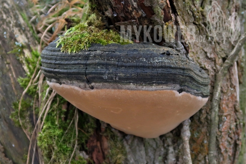 Phellinus igniarius