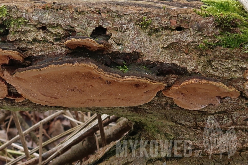 Phellinus conchatus
