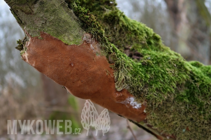 Phellinus punctatus