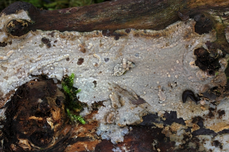 Radulomyces confluens