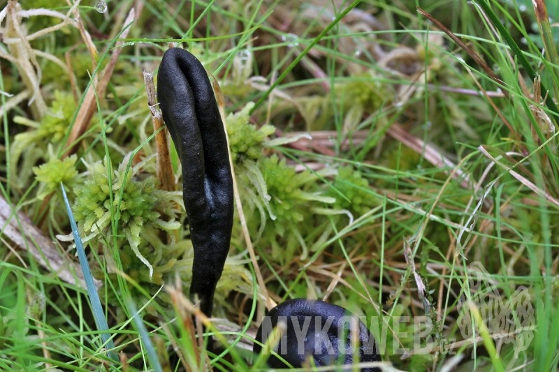 Geoglossum glabrum
