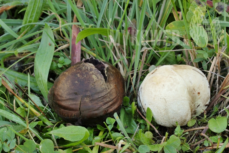 Bovista nigrescens