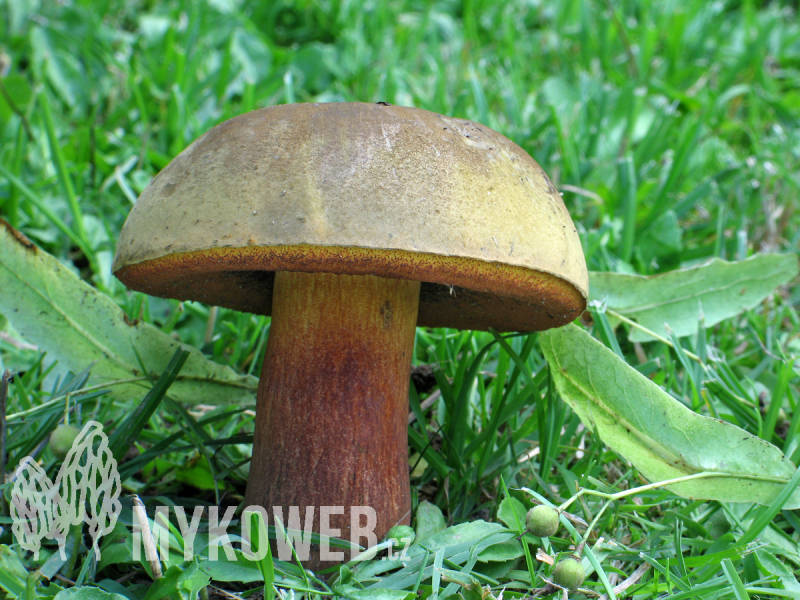 Boletus luridus