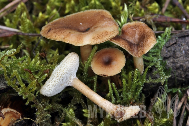 Polyporus arcularius