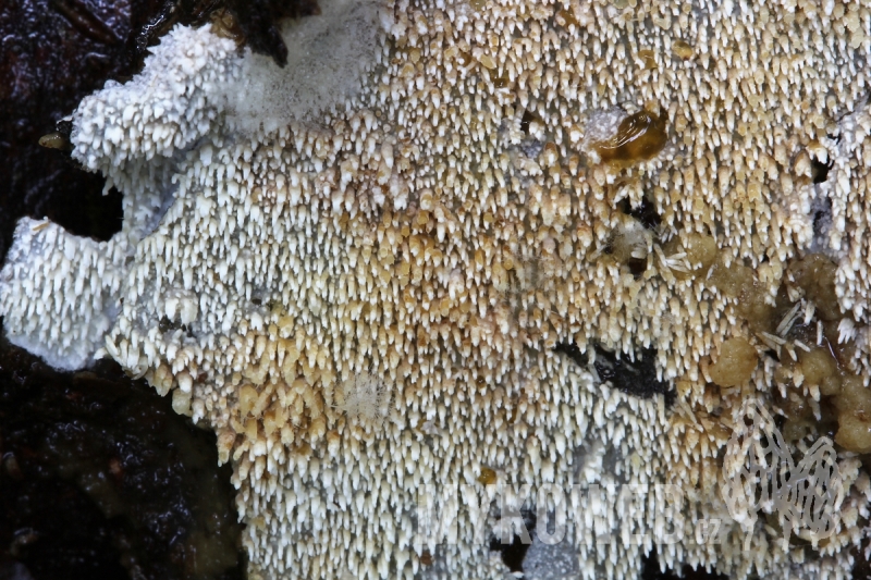 Xylodon spathulatus