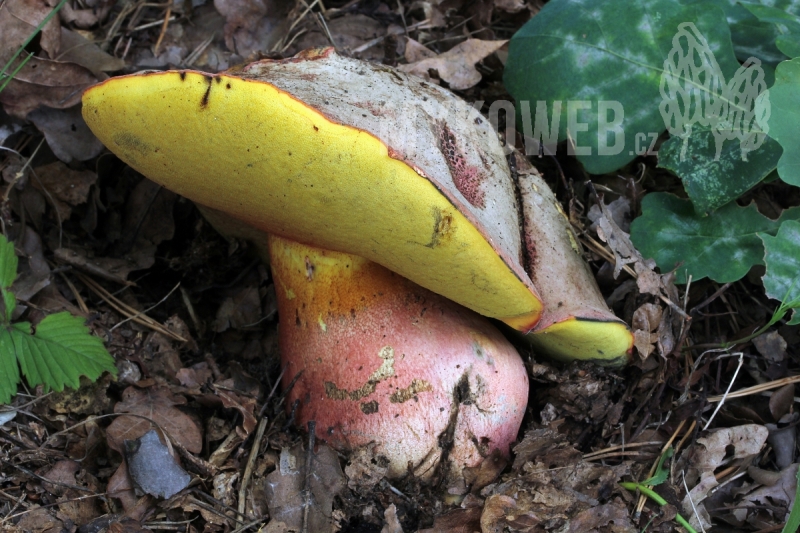 Boletus legaliae f. spinarii