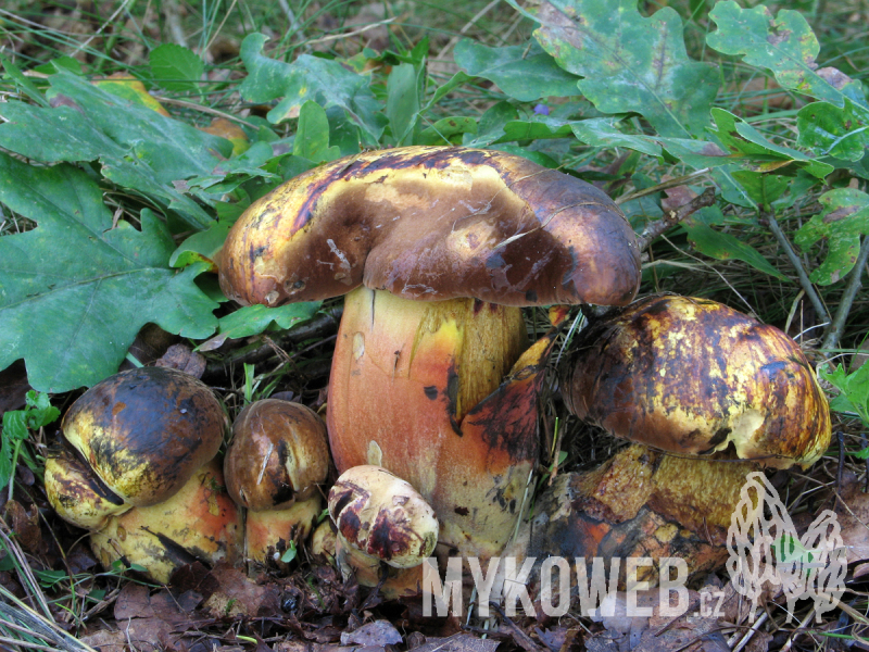 Boletus luridiformis var. discolor