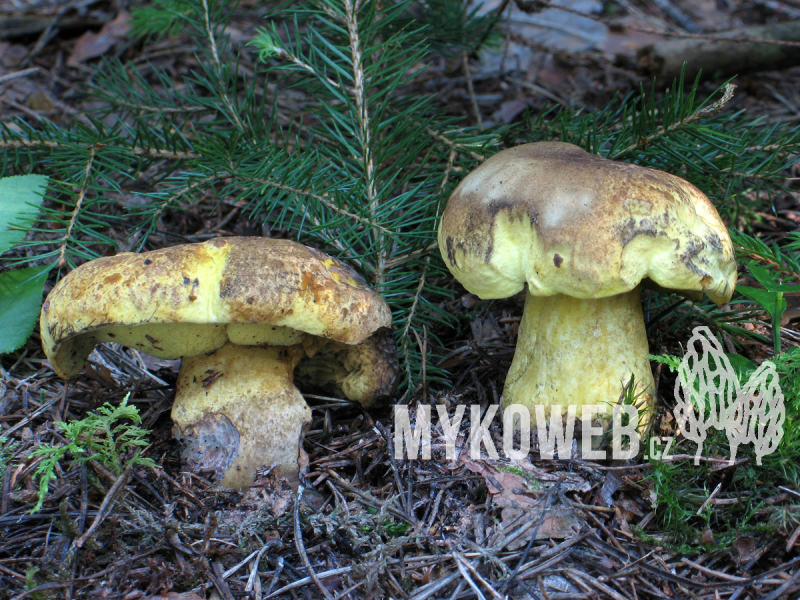 Boletus junquilleus