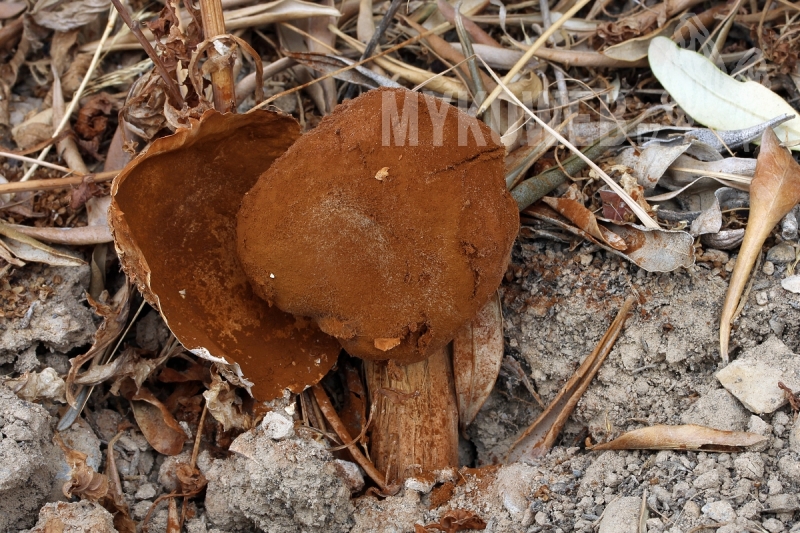 Battarrea phalloides