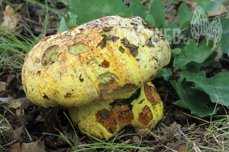 Boletus rhodopurpureus f. xanthopurpureus