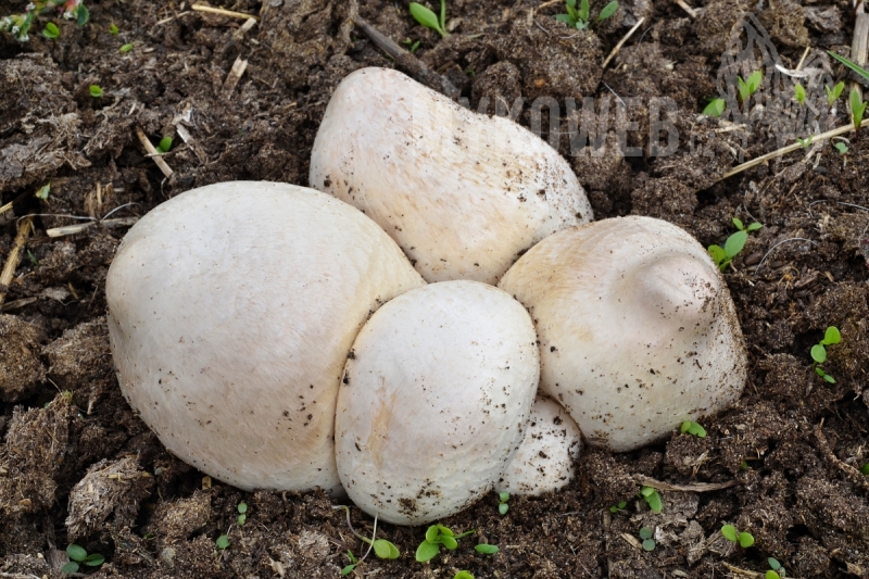 Chlorophyllum agaricoides