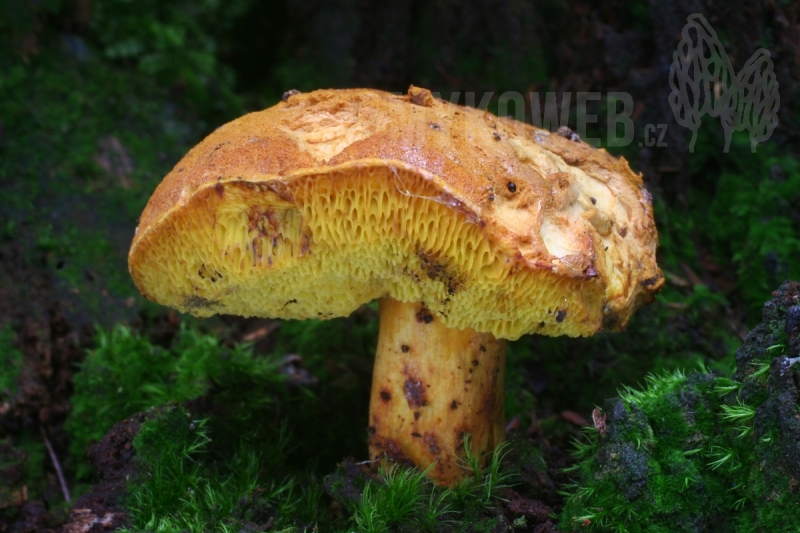 Buchwaldoboletus lignicola
