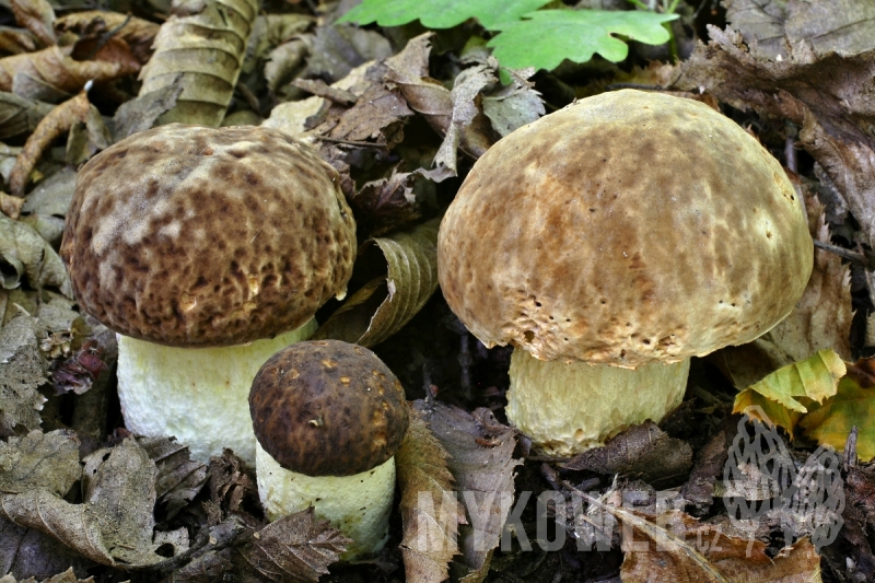 Boletus depilatus